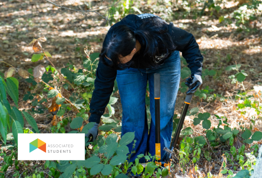 Student volunteer pulling weeds on campus.